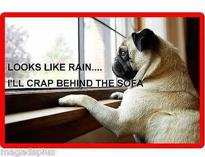 Funny Fawn Pug Dog Rainy Day Refrigerator / Tool Box Magnet Gift Card Insert